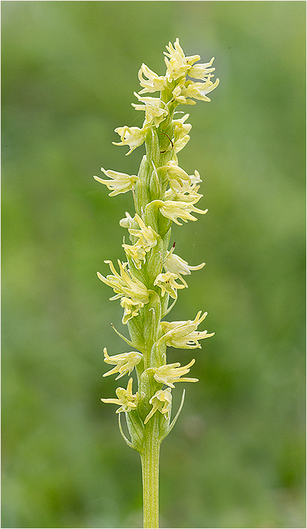 Musk Orchid