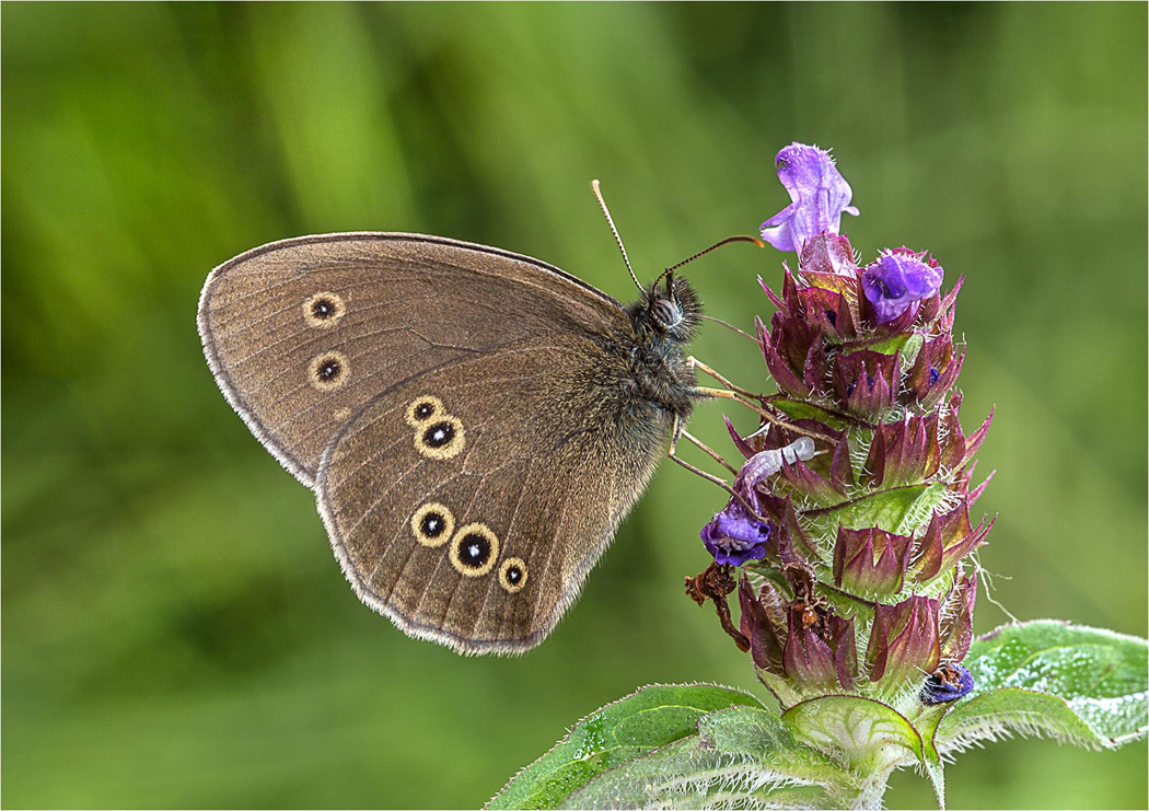 Ringlet Butterfly on Self Heal