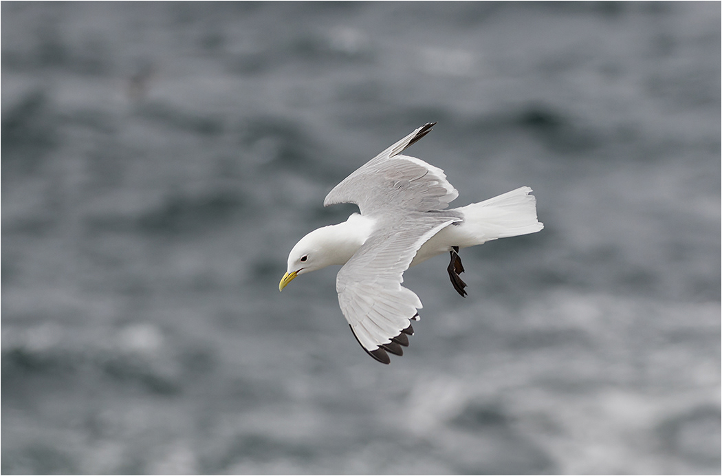 Kittywake in Flight