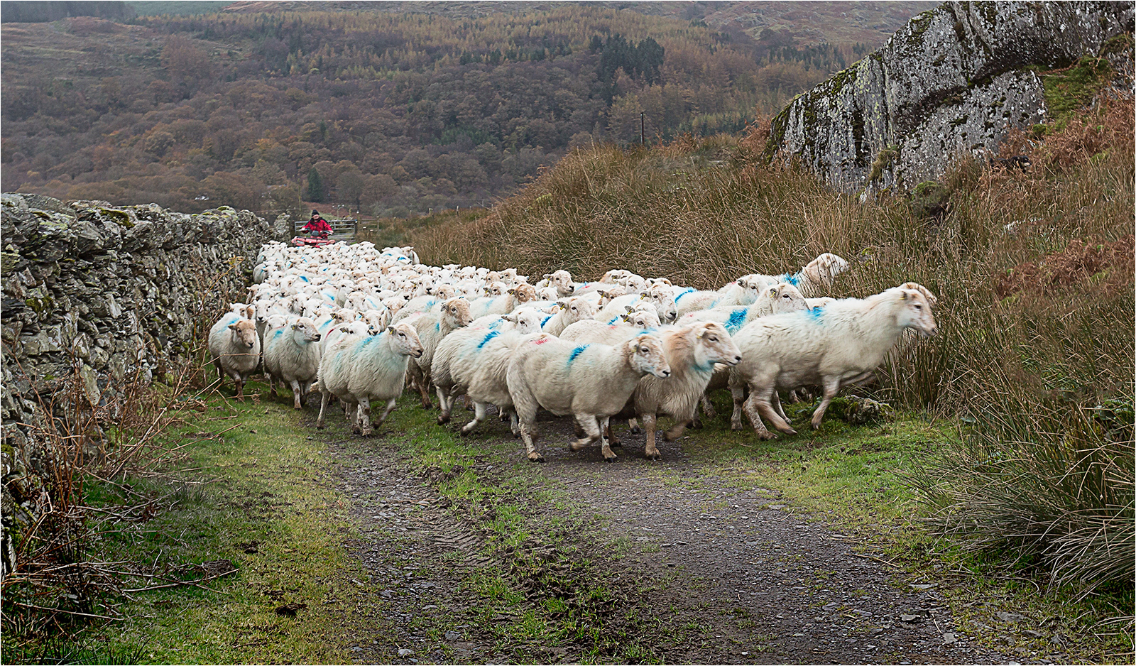 Snowdonia 25 - Herding the Sheep