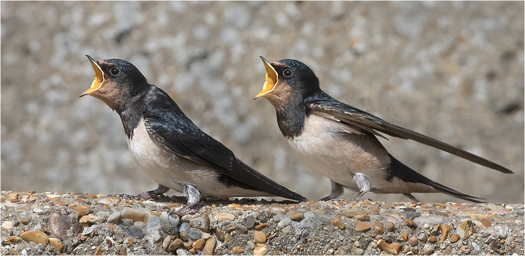 Swallow Chicks calling for food