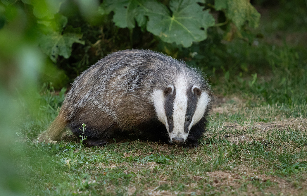 Badger