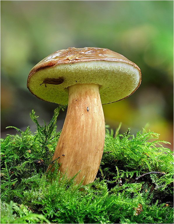 Boletus