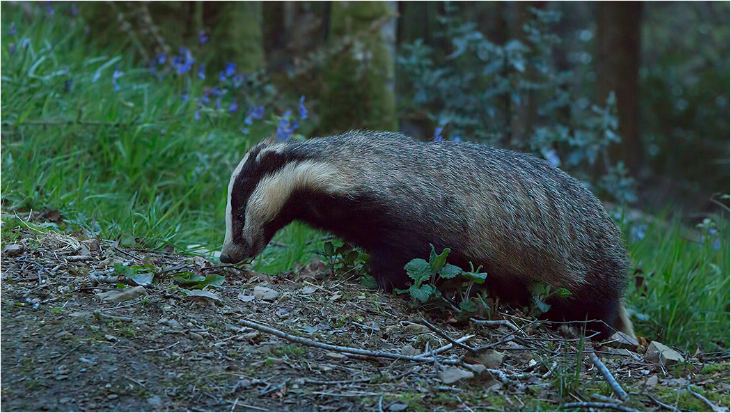 Badgers - Early Evening