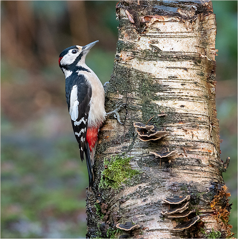Great Spotted Woodpecker