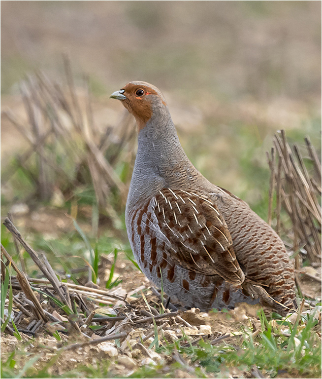 Grey Partridge