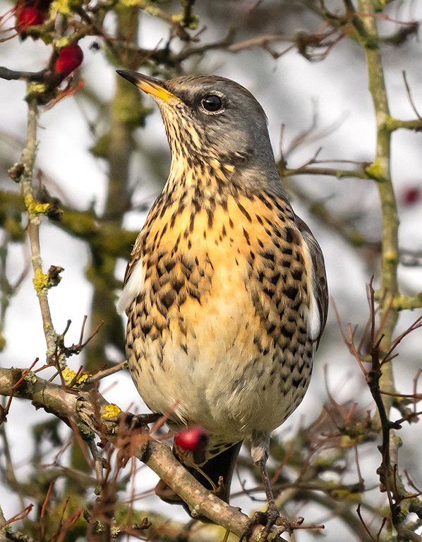 Fieldfare