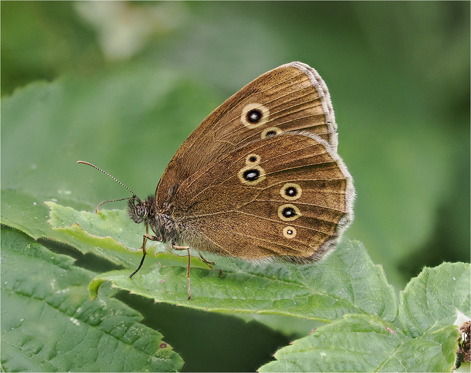 Ringlet Butterfly