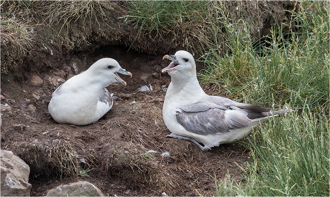 Fulmar