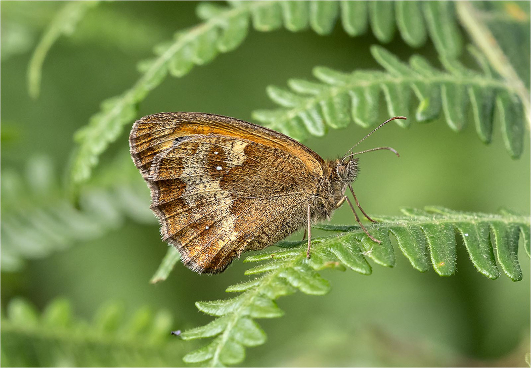 Gatekeeper