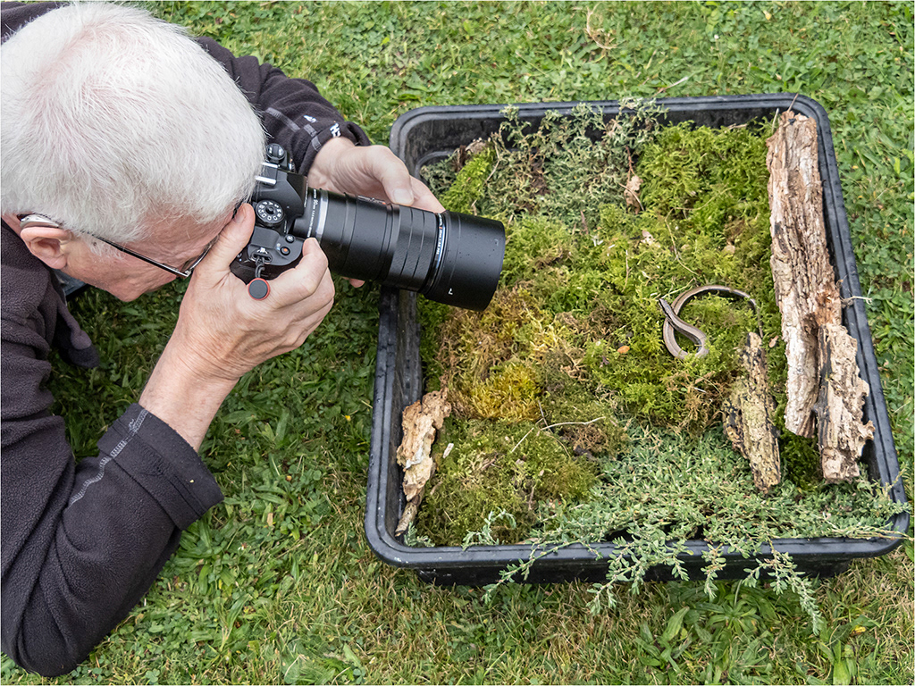 Photographing Slow Worm