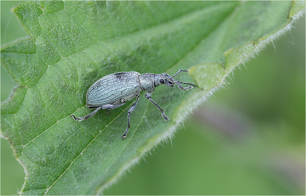 Weevil