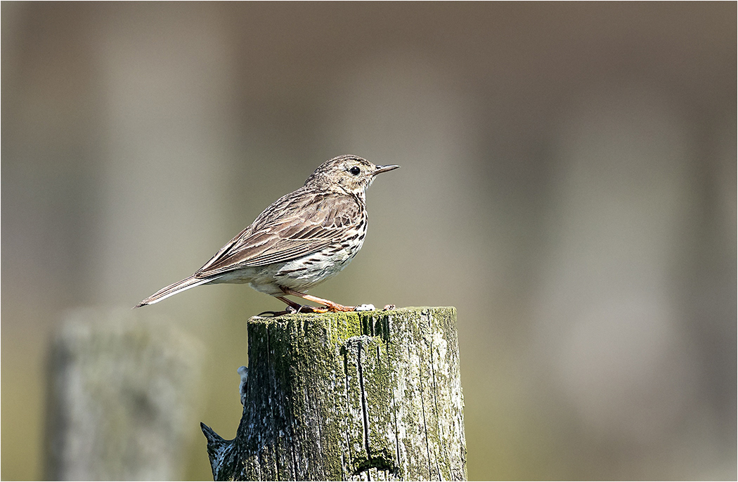 Meadow Pipit