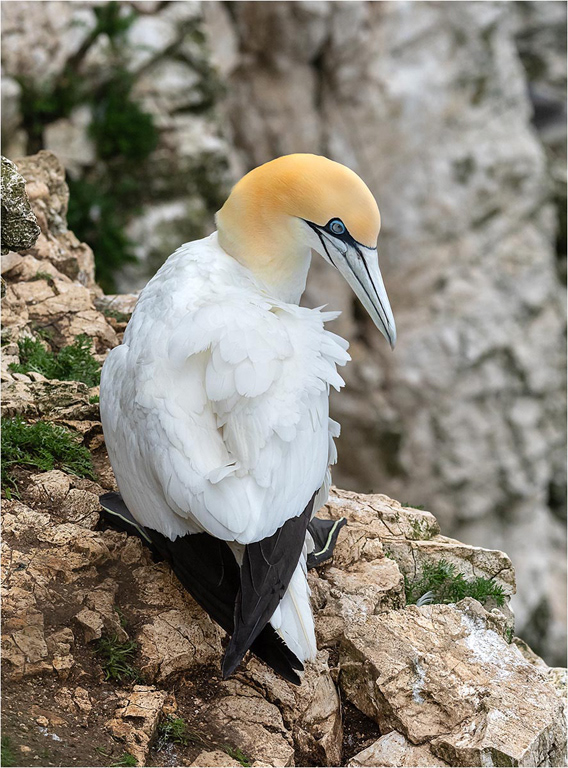 Gannet