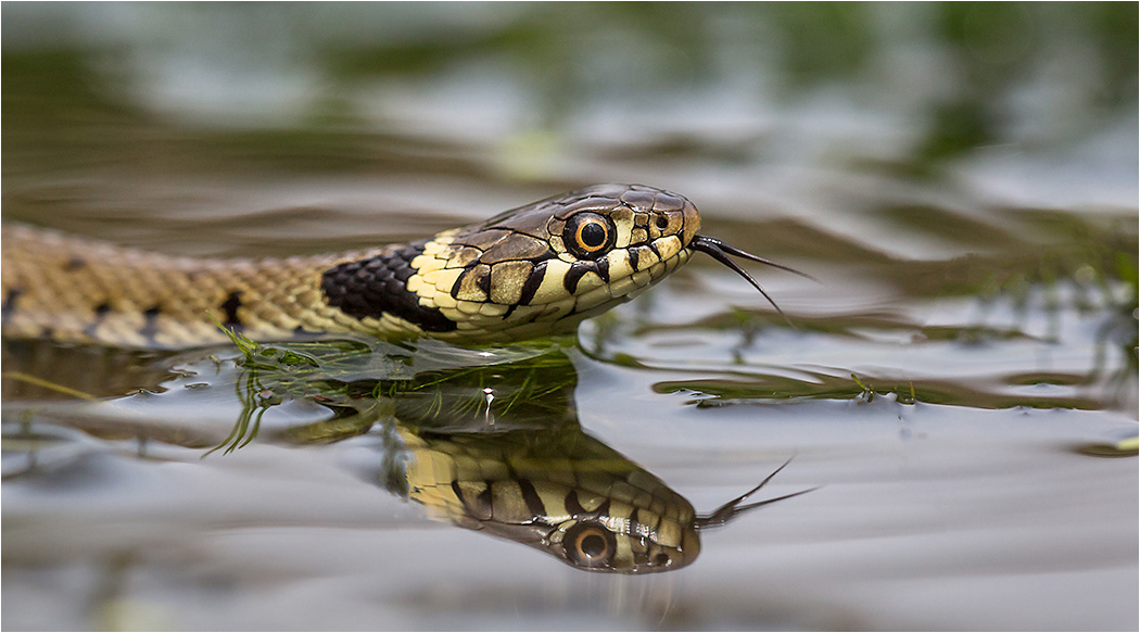 Grass Snake