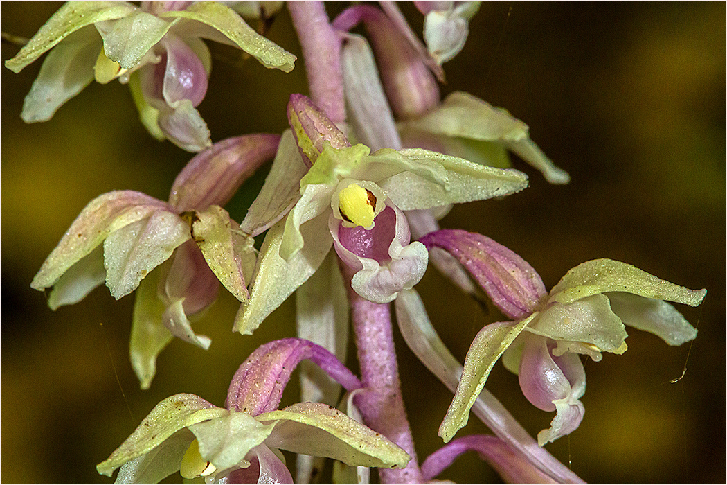Violet Helleborine