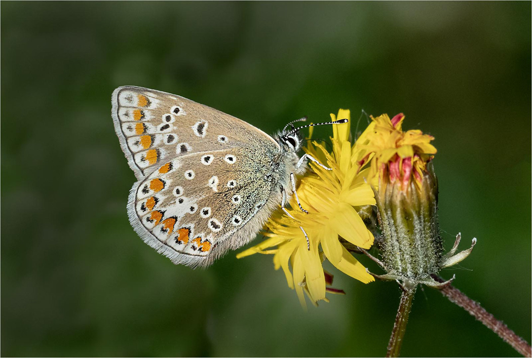 Common Blue