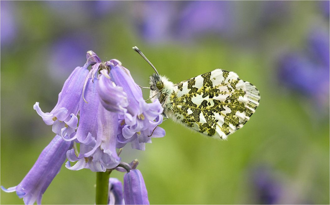 Orange Tip Butterfly on Bluebell