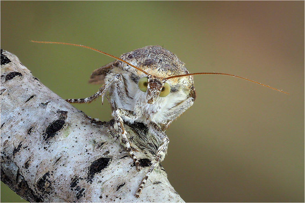 Yellow Underwing Moth