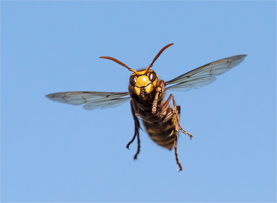 Hornet