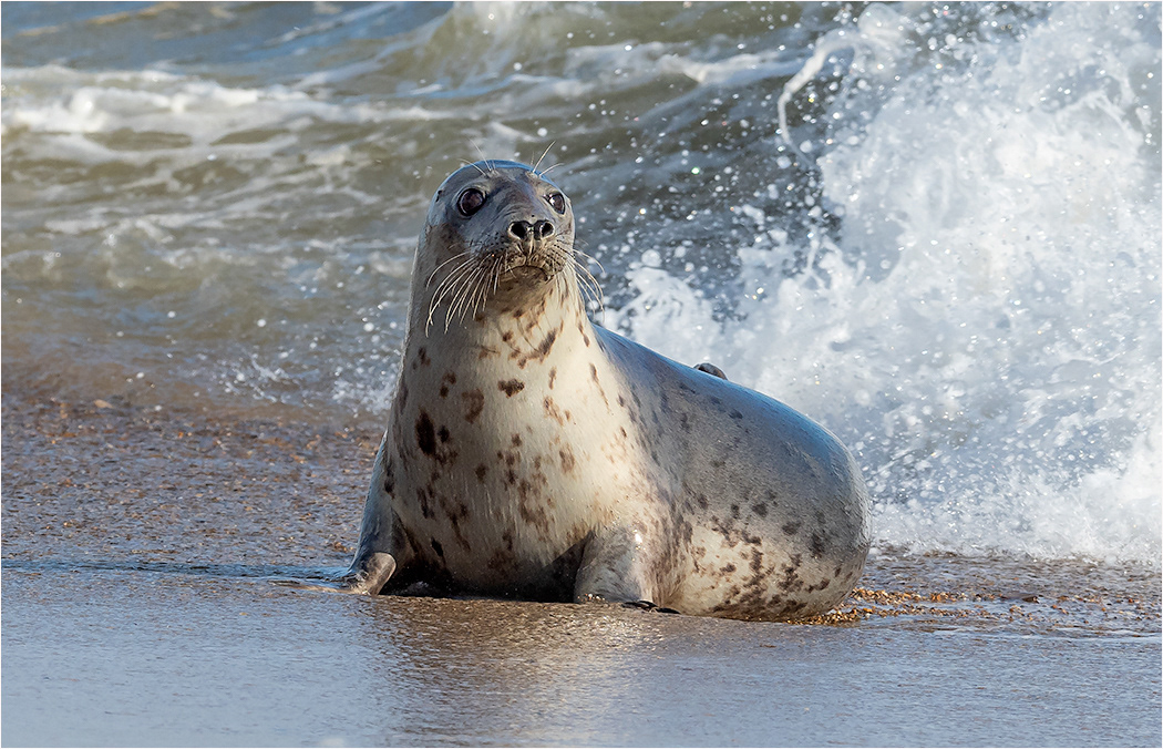 Seals Norfolk