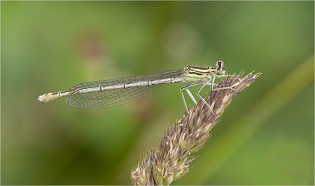 White Legged