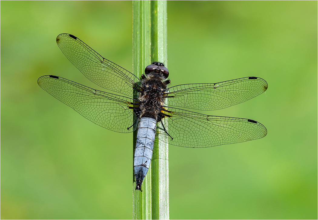 Scarce Chaser - Male