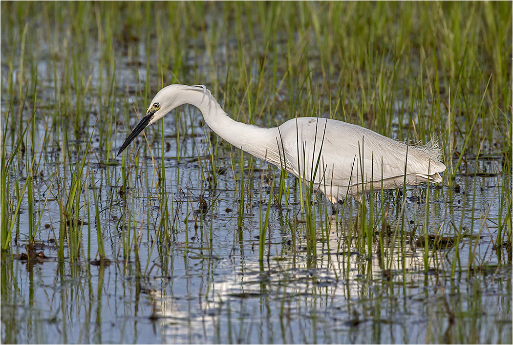White Egret