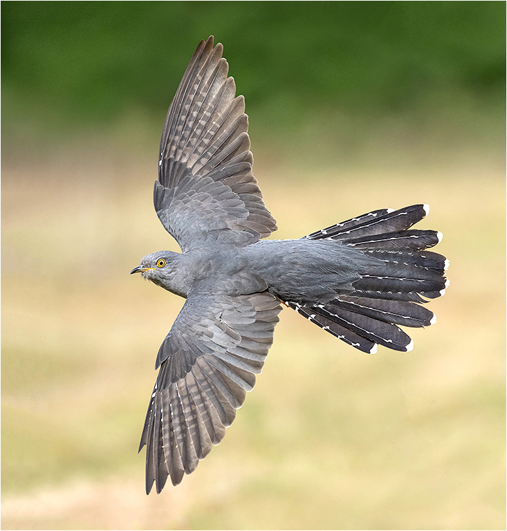 Cuckoo