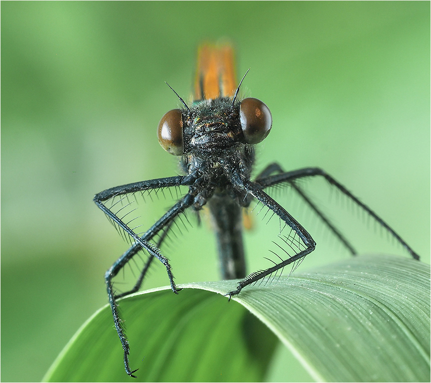 Beautiful Demoiselle - Female