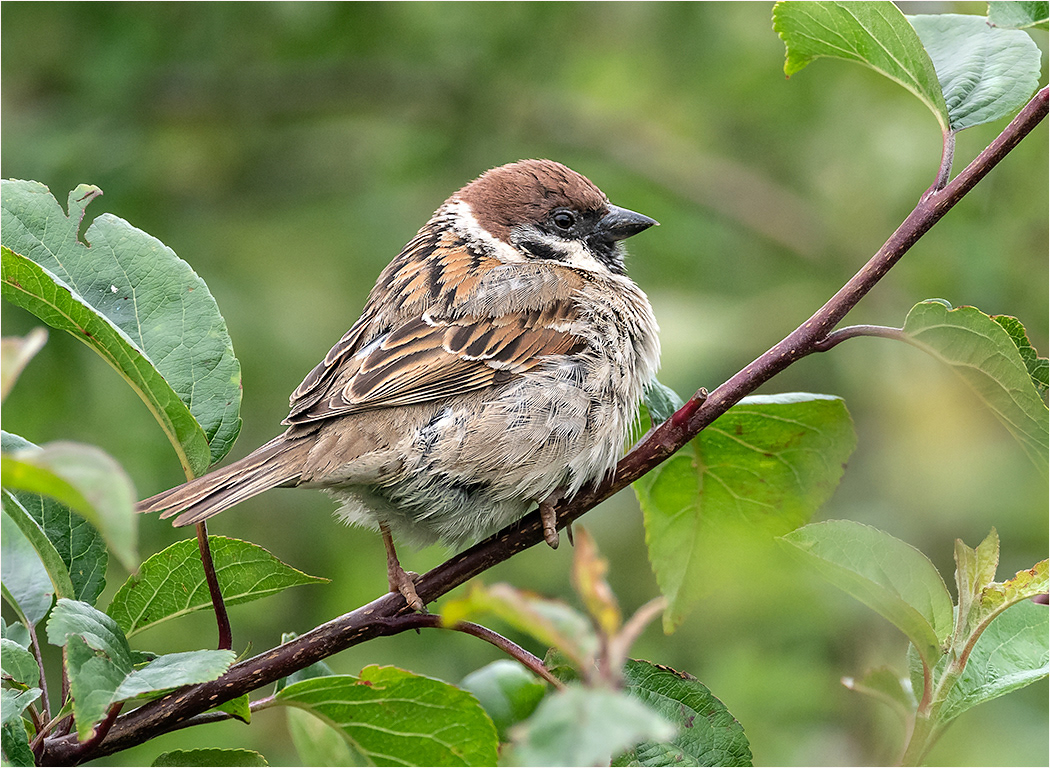 Tree Sparrow