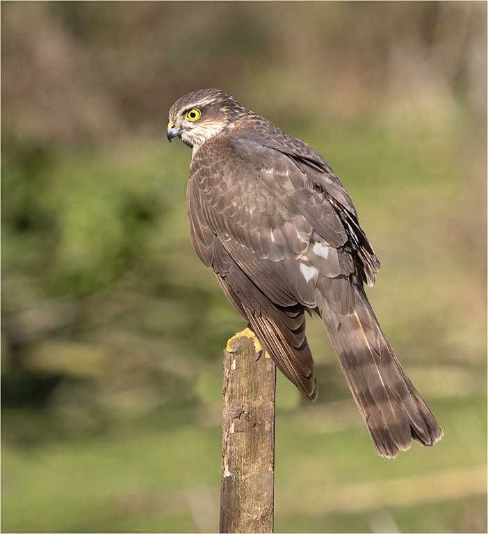 Sparrowhawk