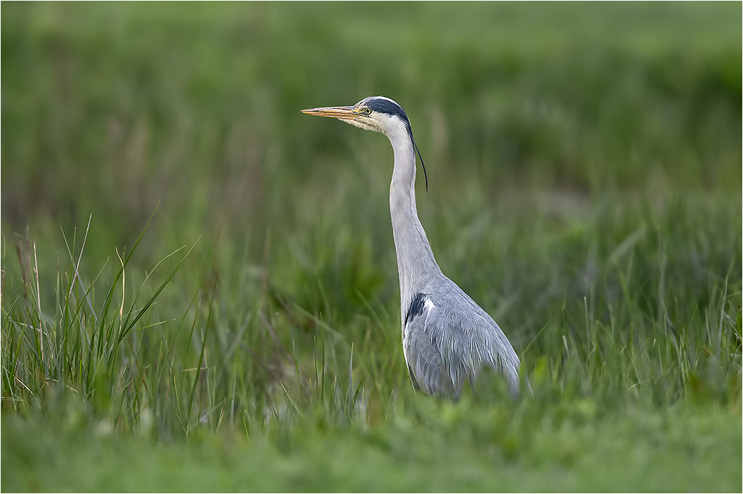 Heron