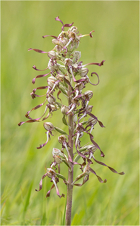 Lizard Orchids
