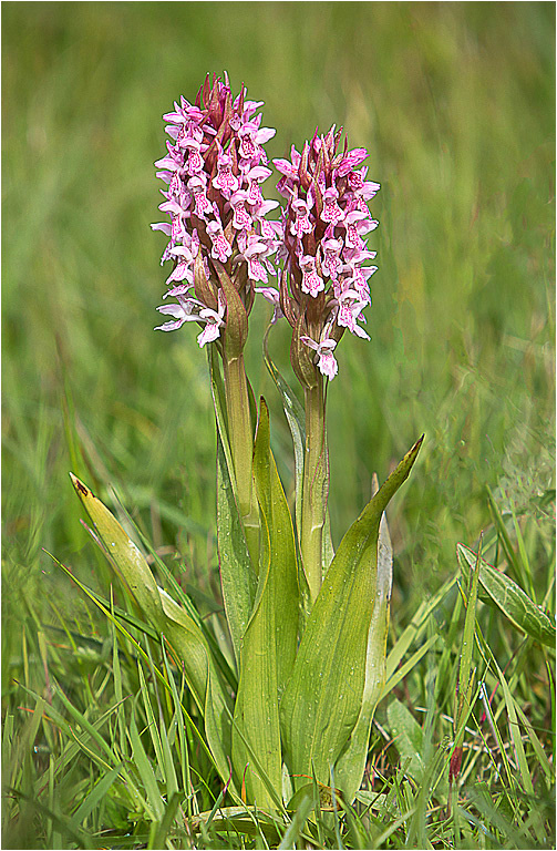 Early Marsh Orchids