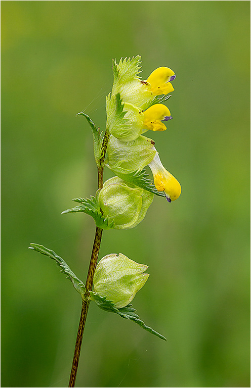 Yellow Rattle