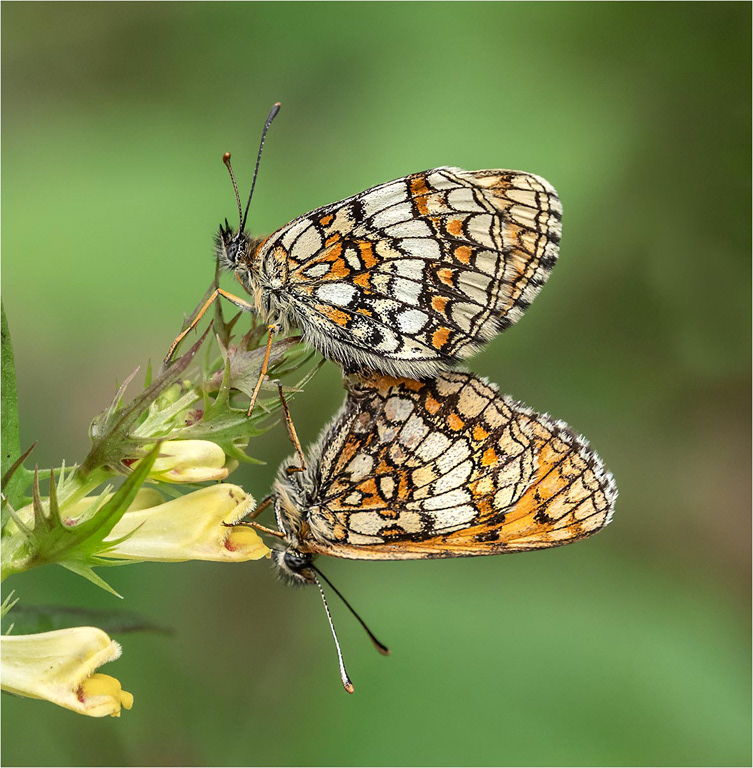 Heath Fritillaries