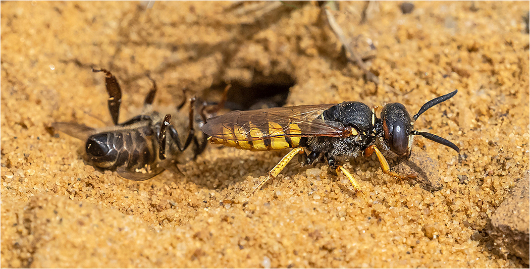 Bee Wolf Wasp with prey