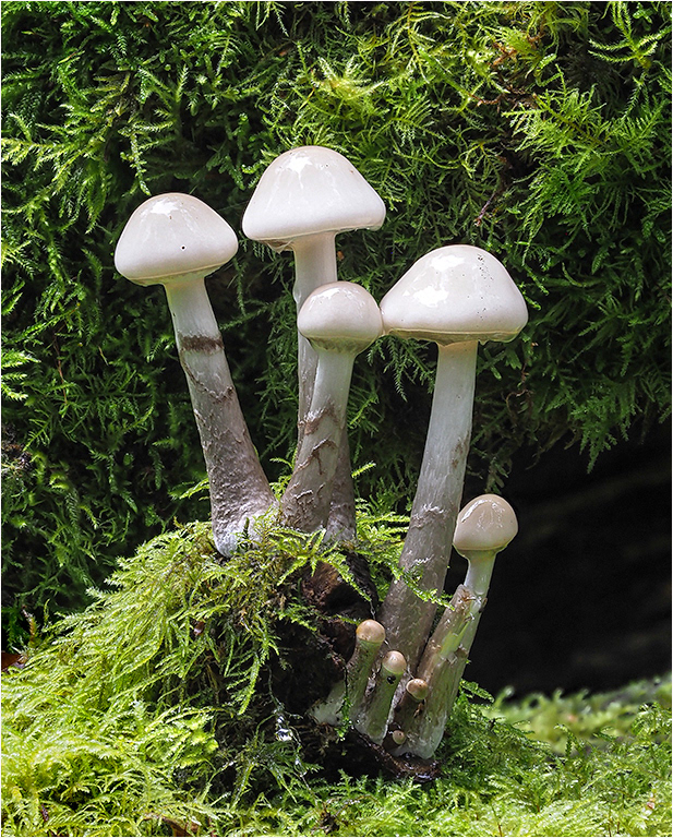 Porcelain Fungus