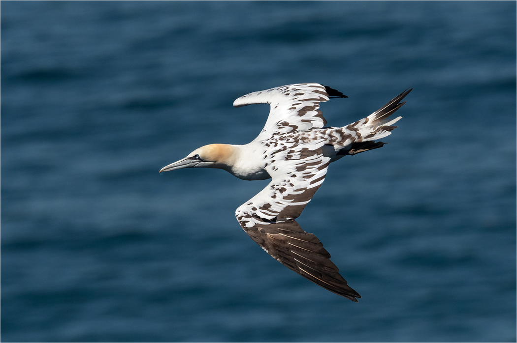 Gannet