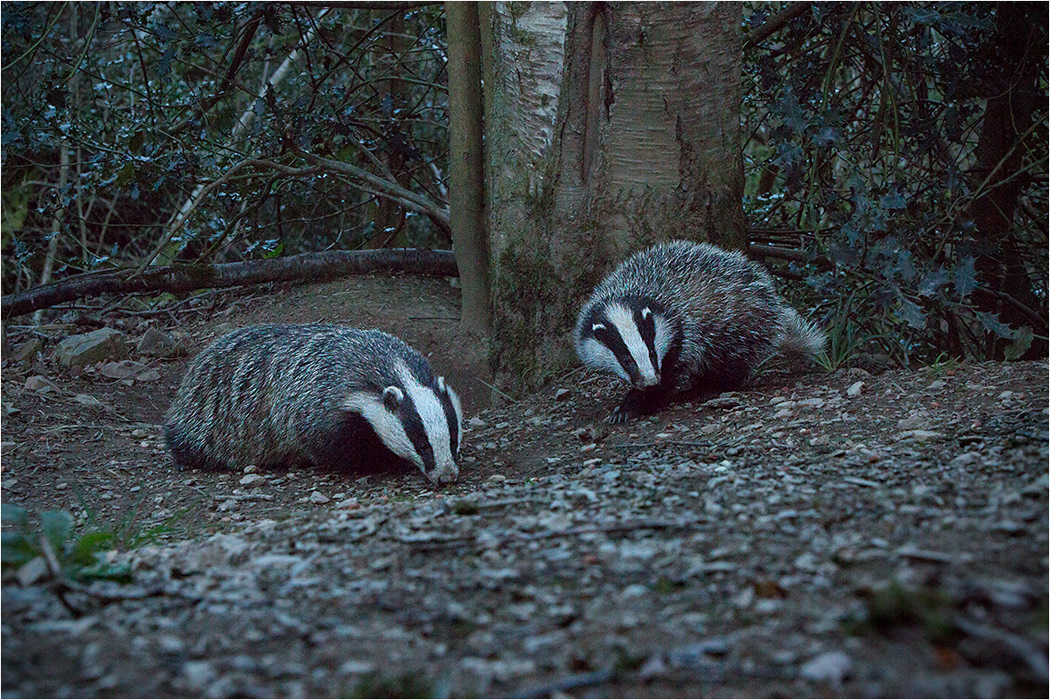 Badgers - Early Evening