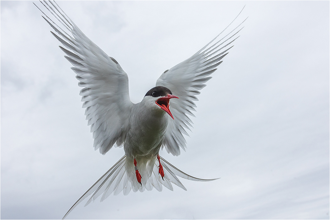 Arctic Tern