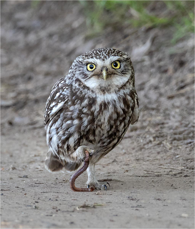 Little Owl