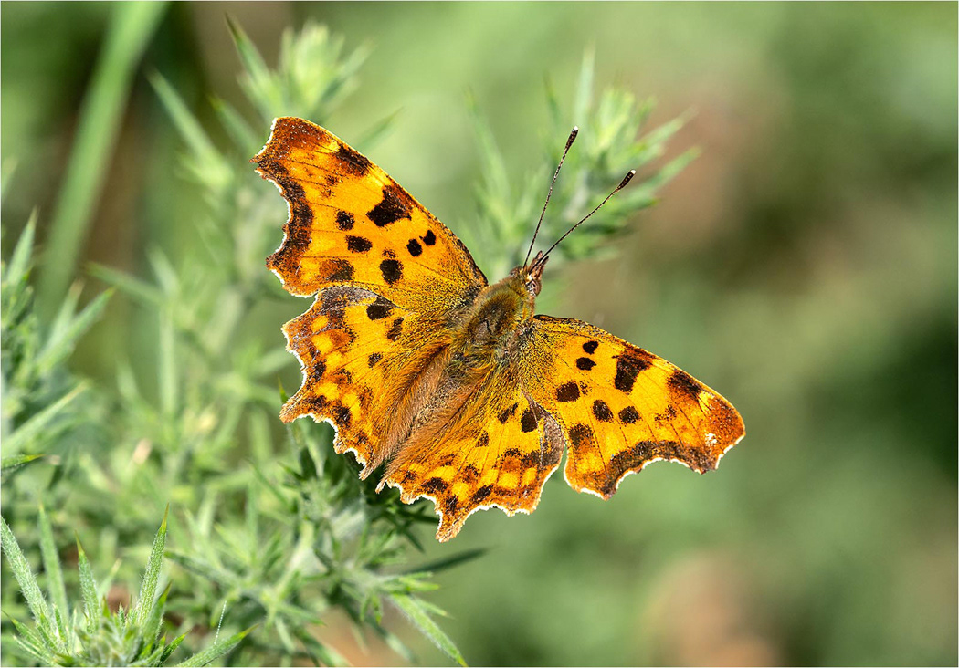 Comma