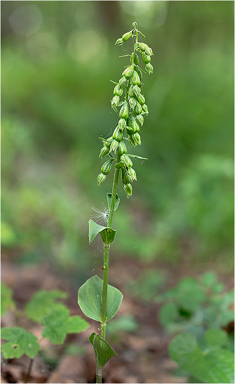 Green Orchid