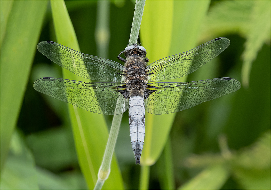 Scarce Chaser