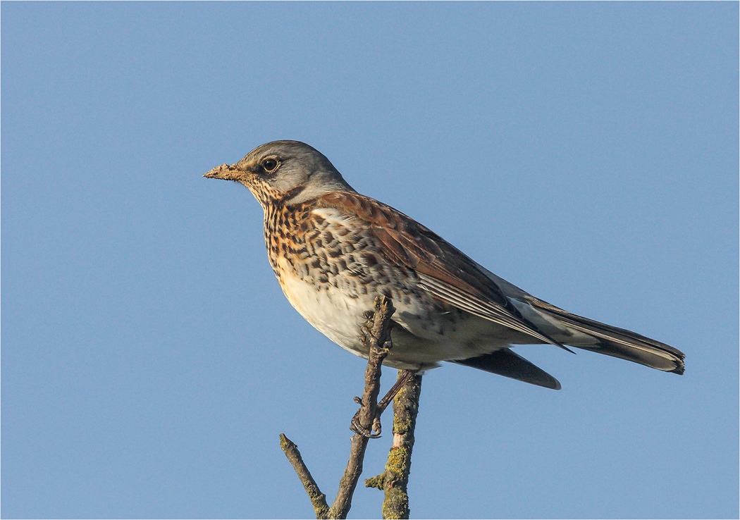 Fieldfare