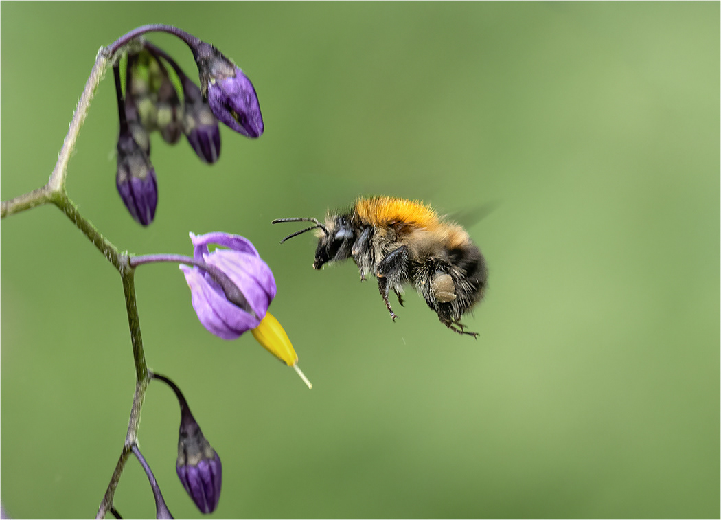 Common Carder Bee