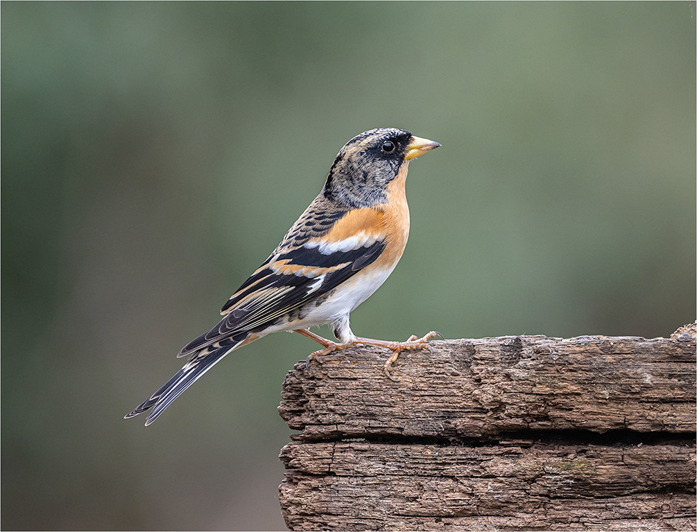 Male Brambling