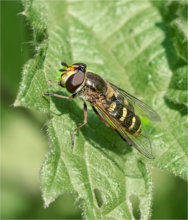 Hoverfly